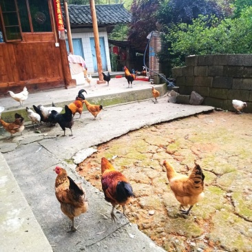 正宗乡下本地土鸡