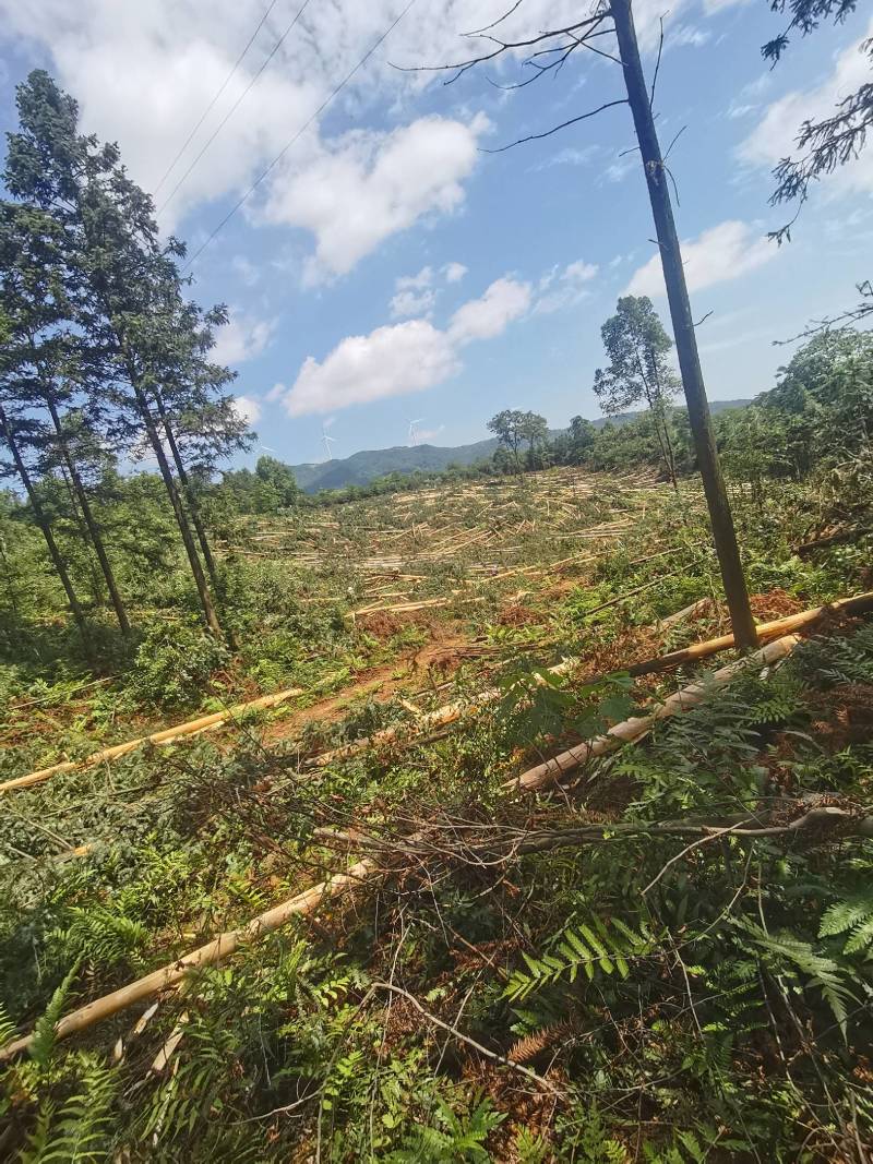 4m的圆木大量出售.非诚勿扰！
