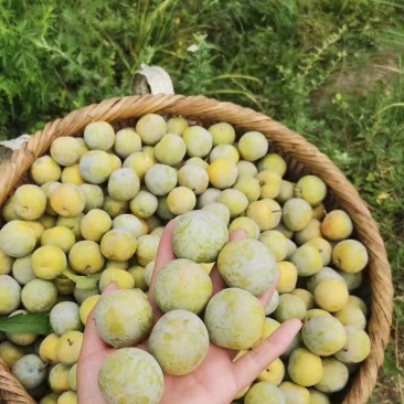 巴山晚熟青脆李