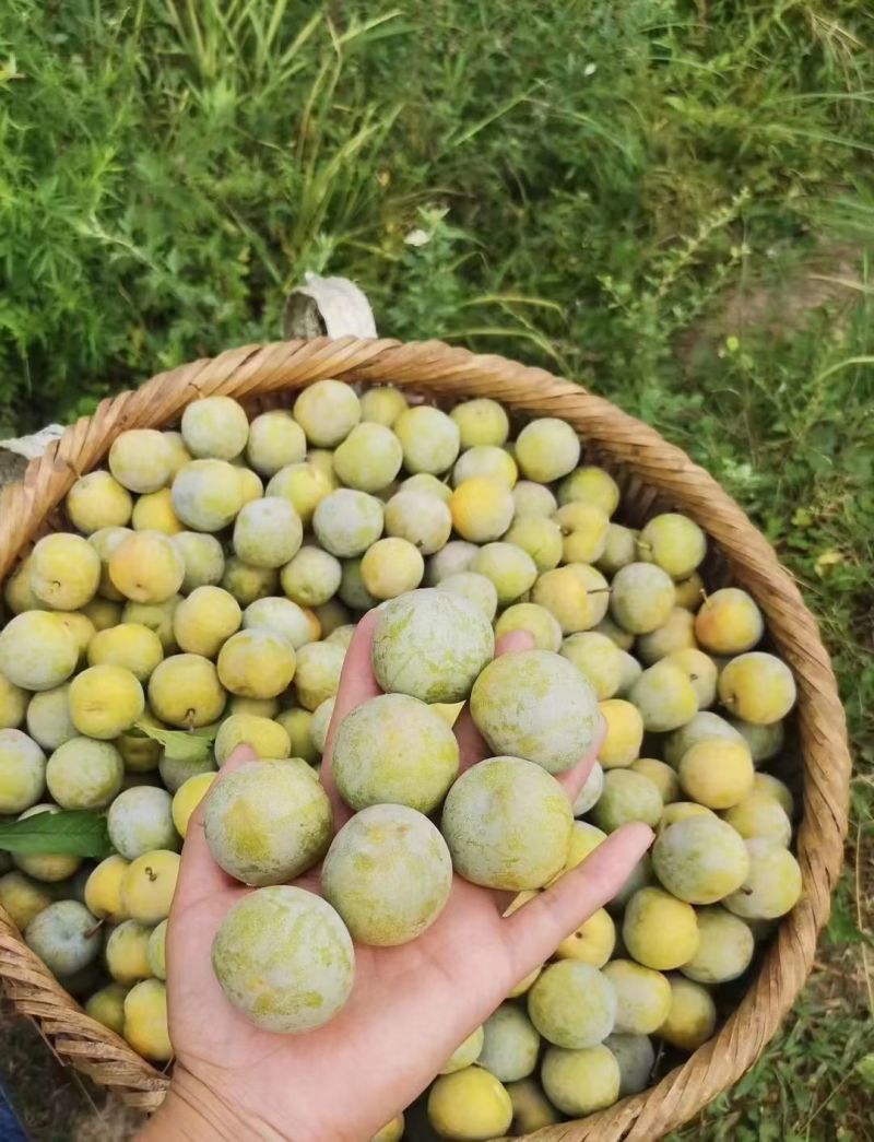 巴山晚熟青脆李
