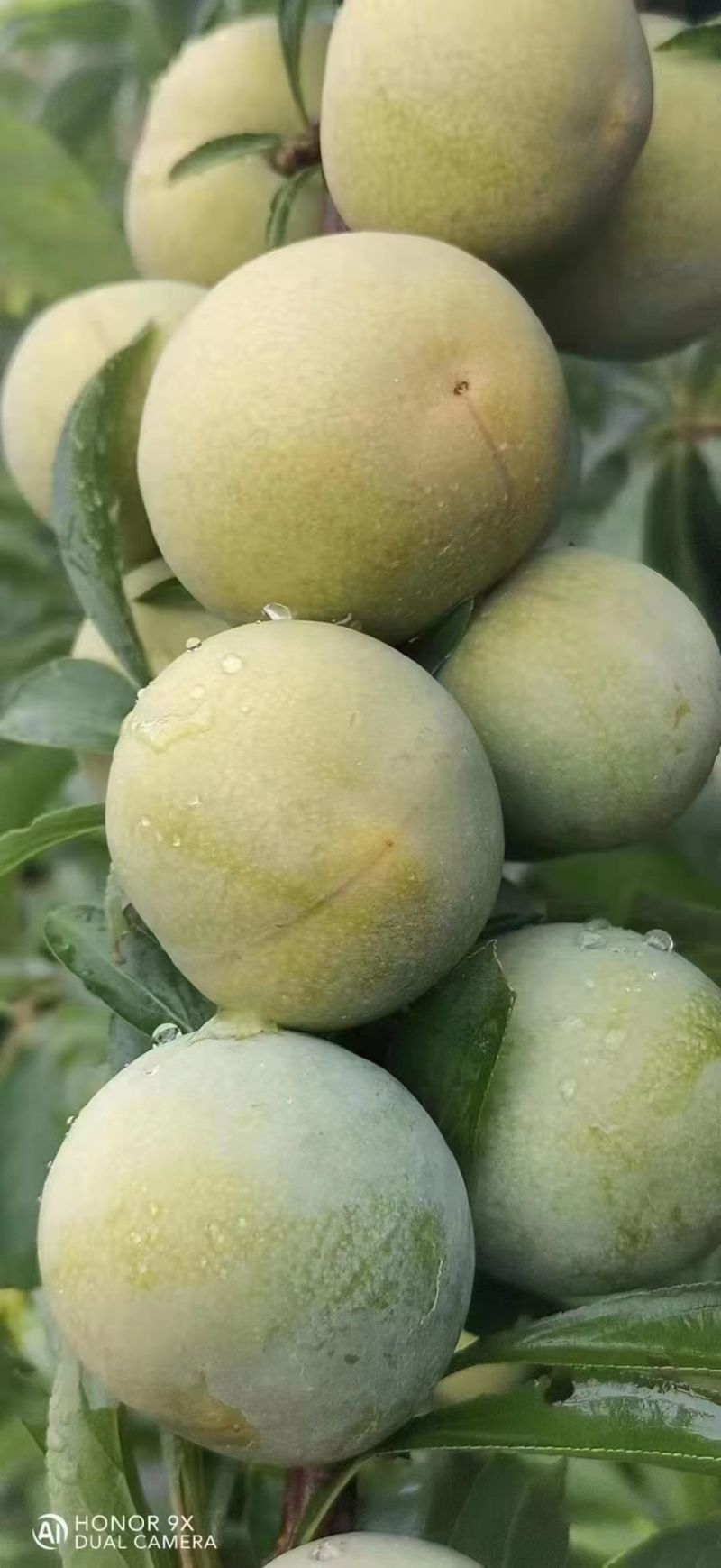 巴山晚熟青脆李