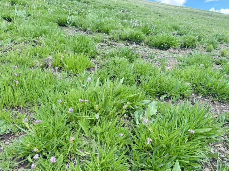 需要甘松的老板预定