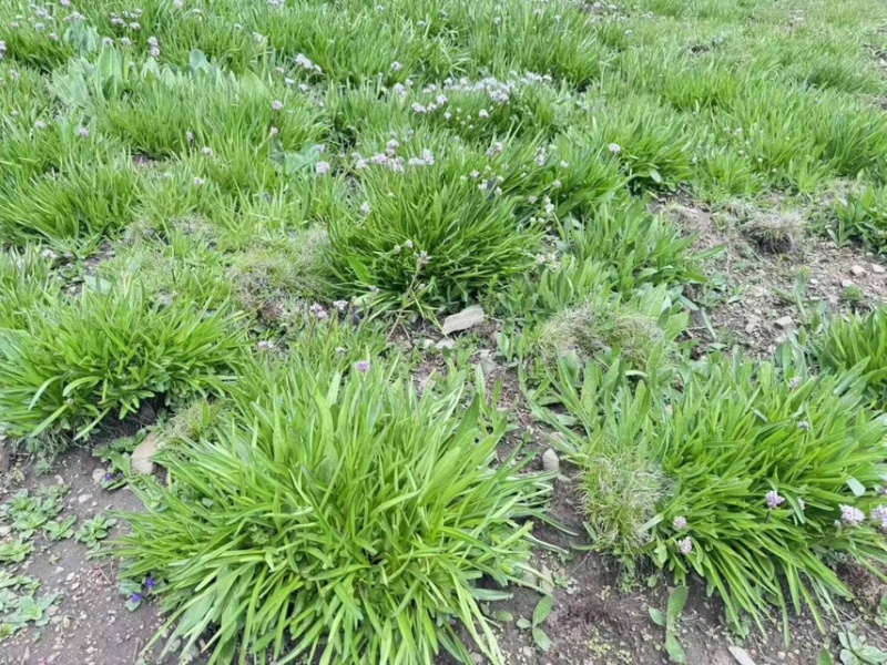 需要甘松的老板预定