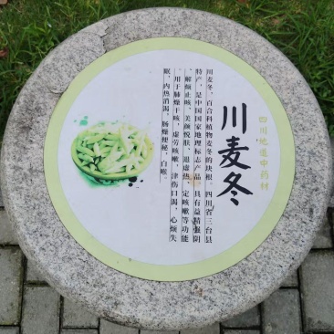 正宗四川绵阳三台花园无琉纯有机生态川麦冬，一手货源