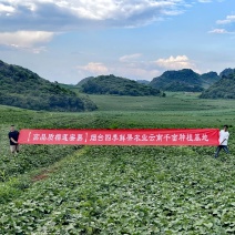 【电商批量代发】云南榴莲蜜薯一件代发全年供货产地大仓直发