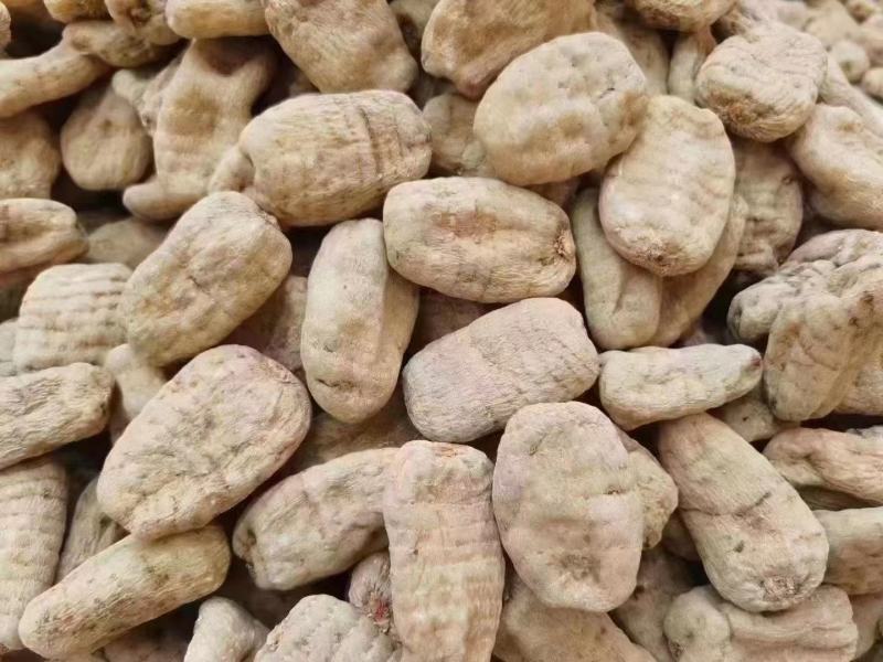 云南昭通正宗小草坝天麻现货先发一手货源包邮视频看货