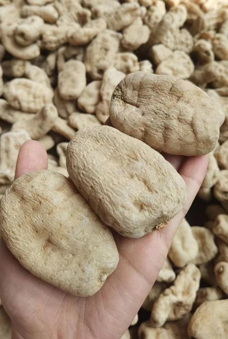 云南昭通正宗小草坝天麻现货先发一手货源包邮视频看货