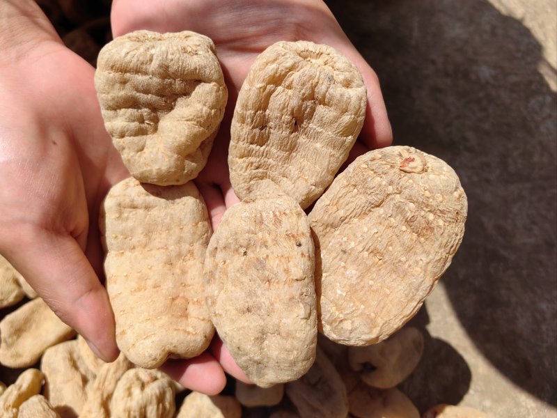 云南昭通正宗小草坝天麻现货先发一手货源包邮视频看货