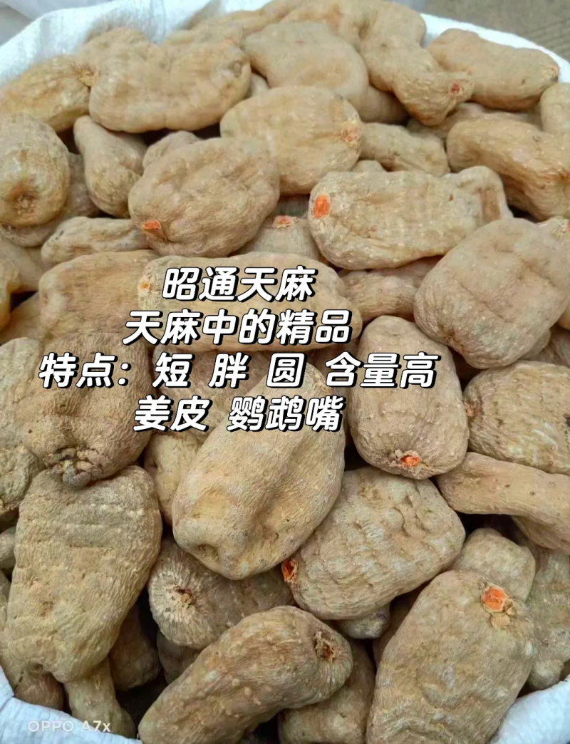 云南昭通正宗小草坝天麻现货先发一手货源包邮视频看货