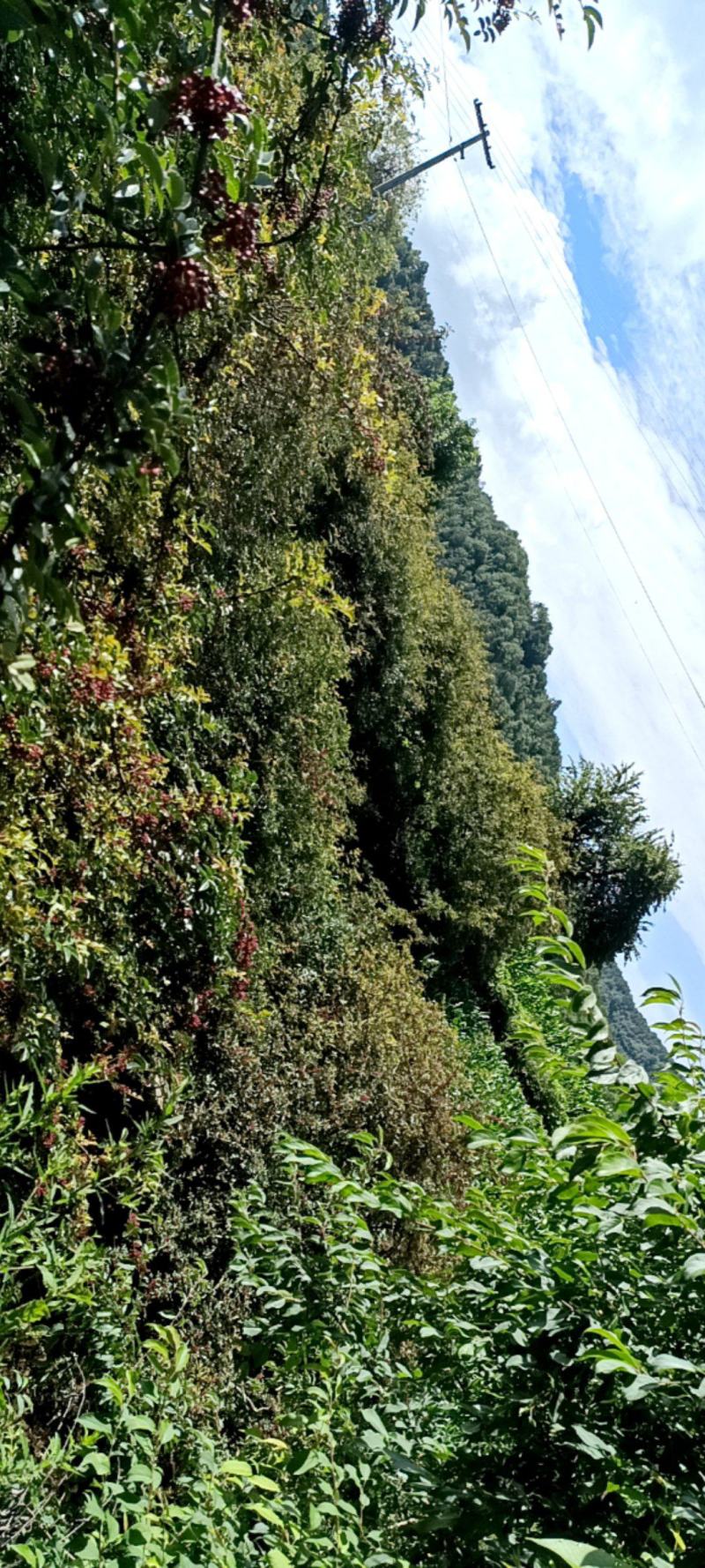熟了熟了来自海拨2800的红花椒上市了。