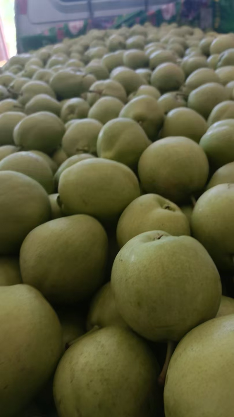 蒲城精品青皮早熟梨大量上市一手货源质量保证全国发货