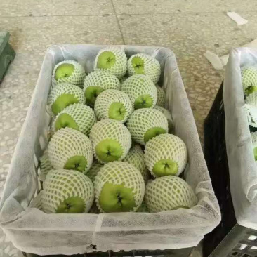 蒲城精品青皮早熟梨大量上市一手货源质量保证全国发货
