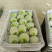 蒲城精品青皮早熟梨大量上市一手货源质量保证全国发货