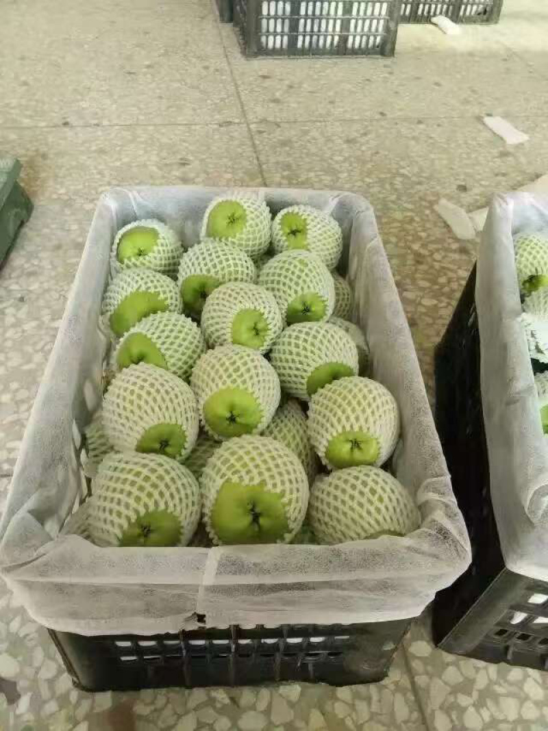 蒲城精品青皮早熟梨大量上市一手货源质量保证全国发货