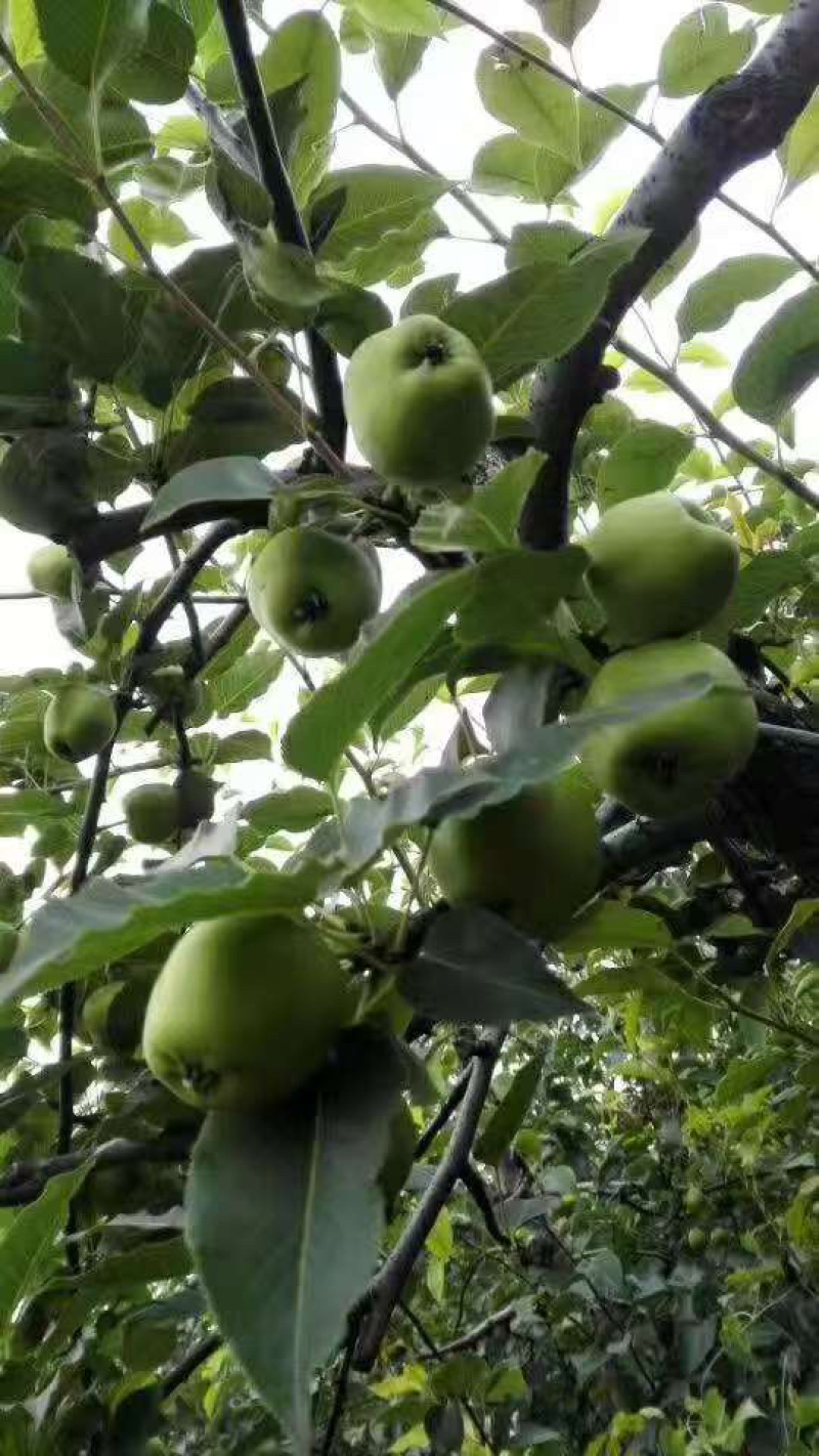 蒲城精品青皮早熟梨大量上市一手货源质量保证全国发货