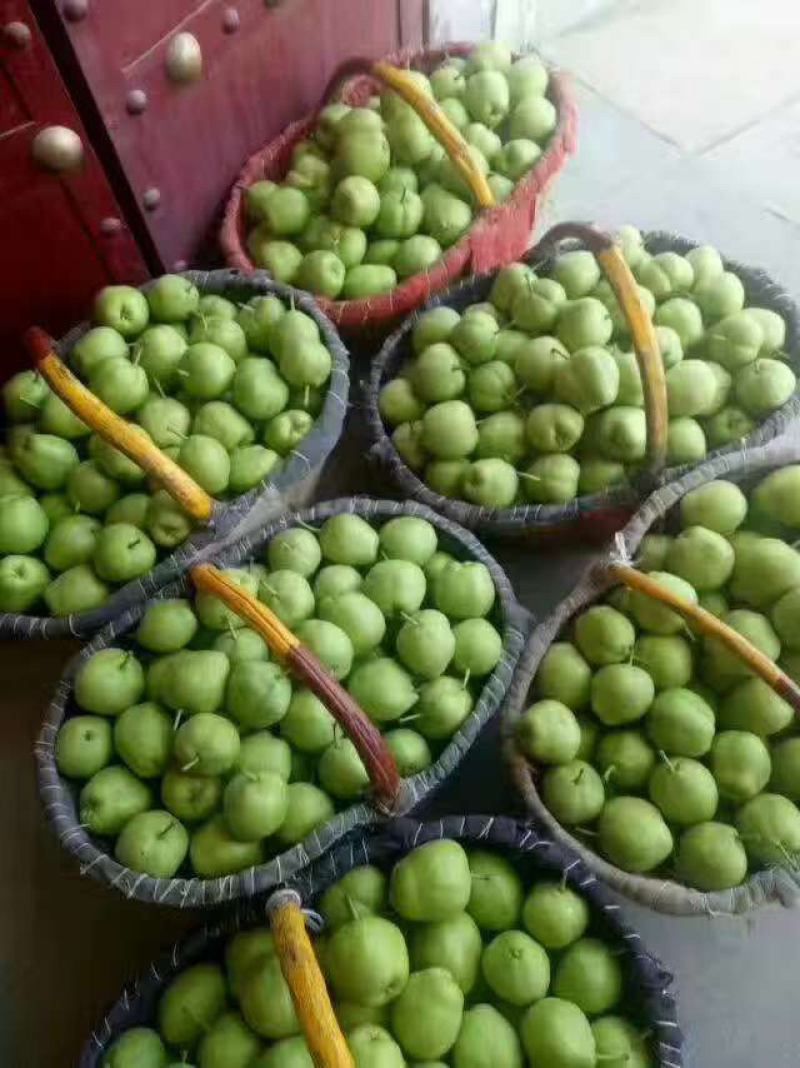 蒲城精品青皮早熟梨大量上市一手货源质量保证全国发货