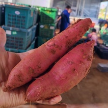 【批发】榴莲蜜薯丝滑红薯香甜流油烟台自有种植基地供货