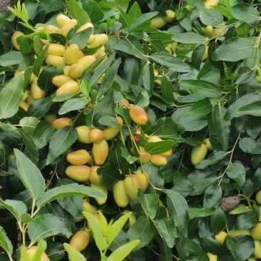 云南金脆蜜枣，又名鸡心枣