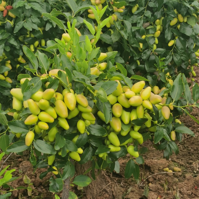 云南金脆蜜枣，又名鸡心枣