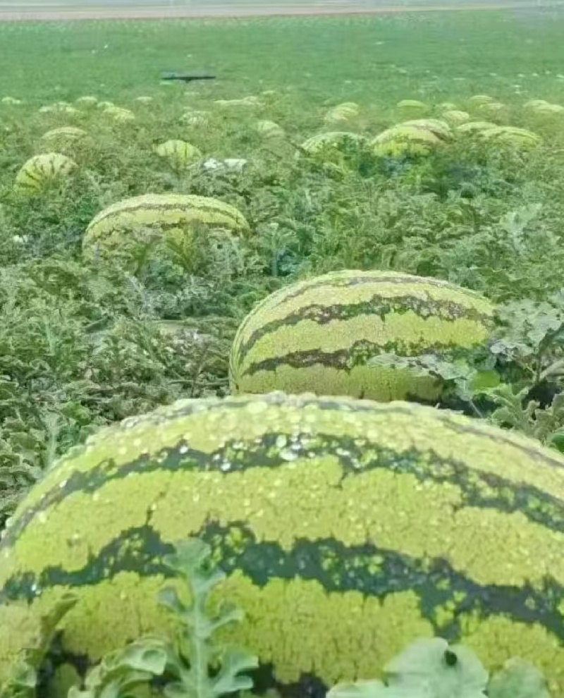 宁夏中卫硒砂瓜石头瓜石缝瓜产地直供量大从优发全国