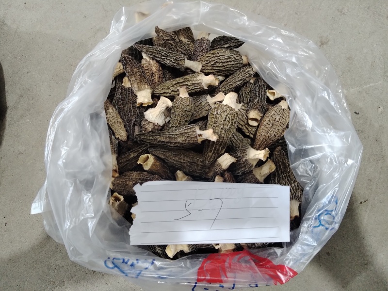 正宗四川有机纯生态羊肚菌，一手无琉货源欢迎来电咨询