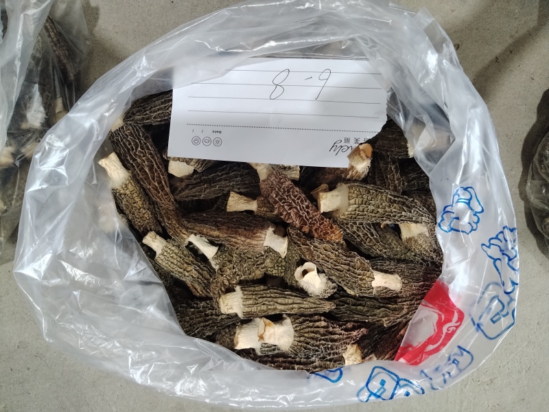 正宗四川有机纯生态羊肚菌，一手无琉货源欢迎来电咨询