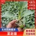 山东寿光精品有机菜花苗，育苗基地直发，货优价廉欢迎咨询