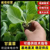 山东寿光各种精品甘蓝苗量大从优欢迎咨询