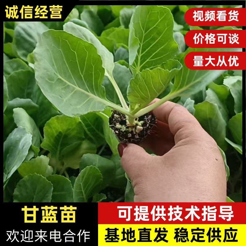 山东寿光各种精品甘蓝苗量大从优欢迎咨询