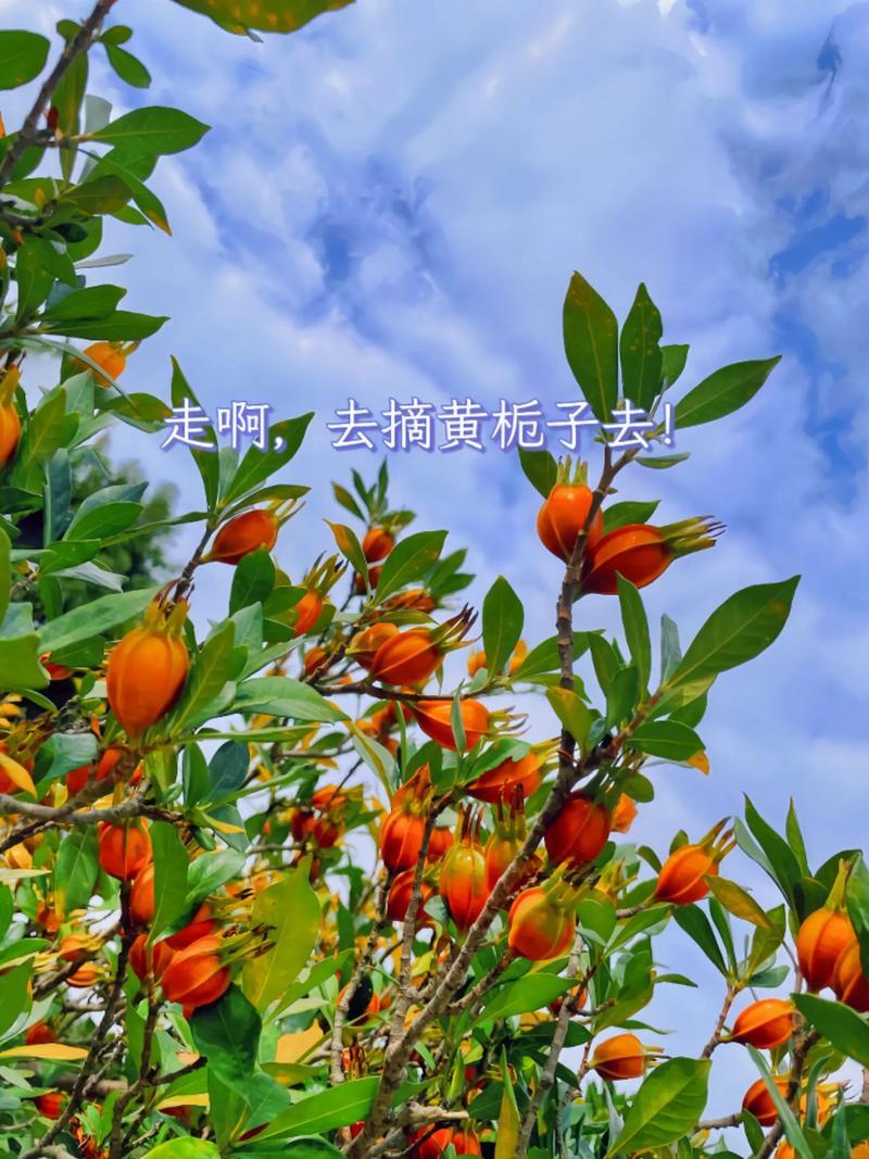 黄栀子苗批发药材种植四南黄桅子苗重庆黄桅子苗