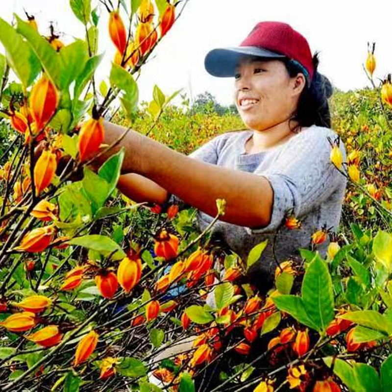 黄栀子苗批发药材种植四南黄桅子苗重庆黄桅子苗