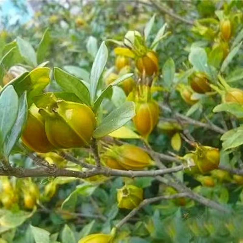 黄栀子苗批发药材种植四南黄桅子苗重庆黄桅子苗