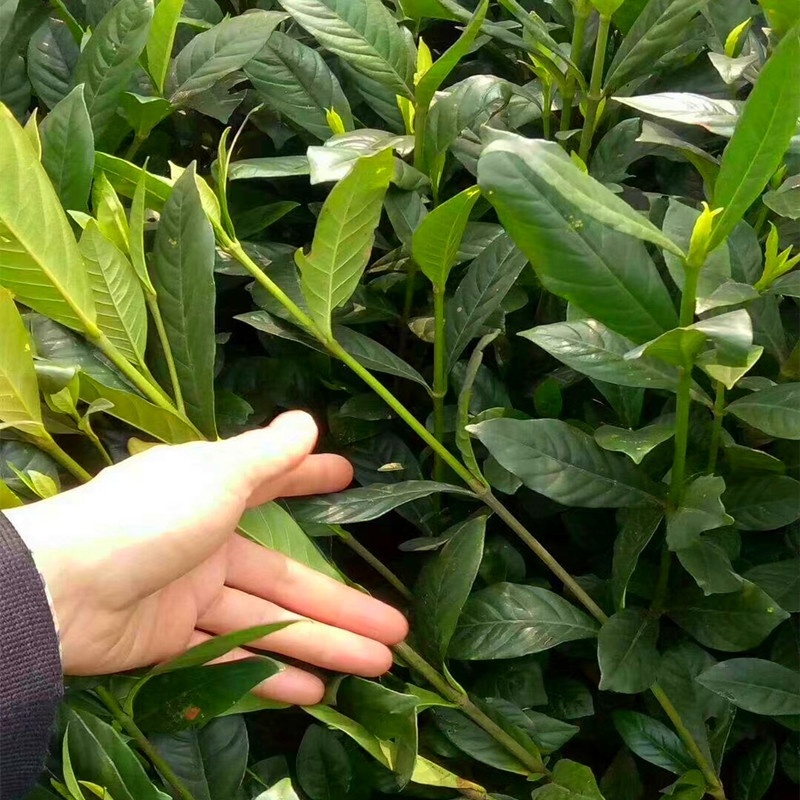 黄栀子苗批发药材种植四南黄桅子苗重庆黄桅子苗