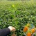 黄栀子苗批发药材种植四南黄桅子苗重庆黄桅子苗
