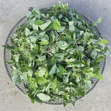 淫羊藿仙灵脾三枝九叶草羊角风三叉风
