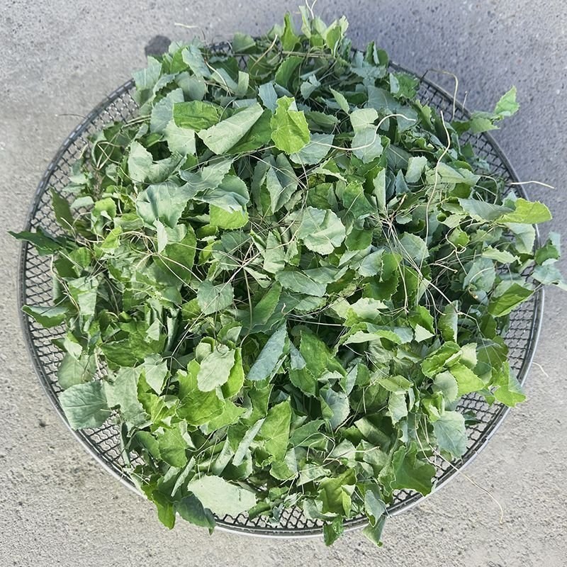 淫羊藿仙灵脾三枝九叶草羊角风三叉风