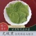 淫羊藿仙灵脾三枝九叶草羊角风三叉风