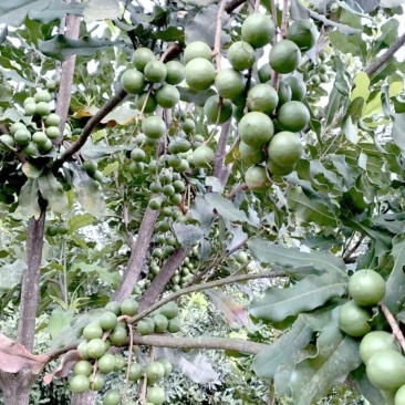 夏威夷果，鲜果