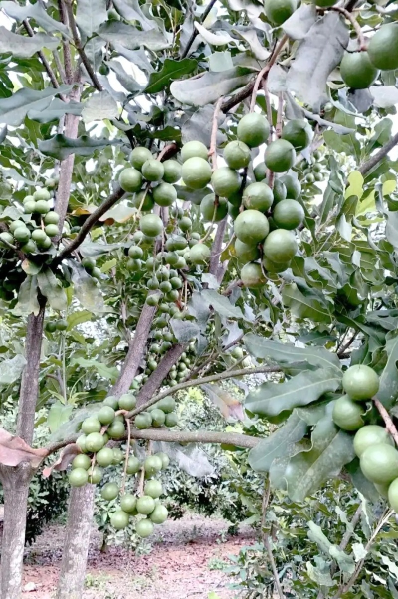 夏威夷果，鲜果