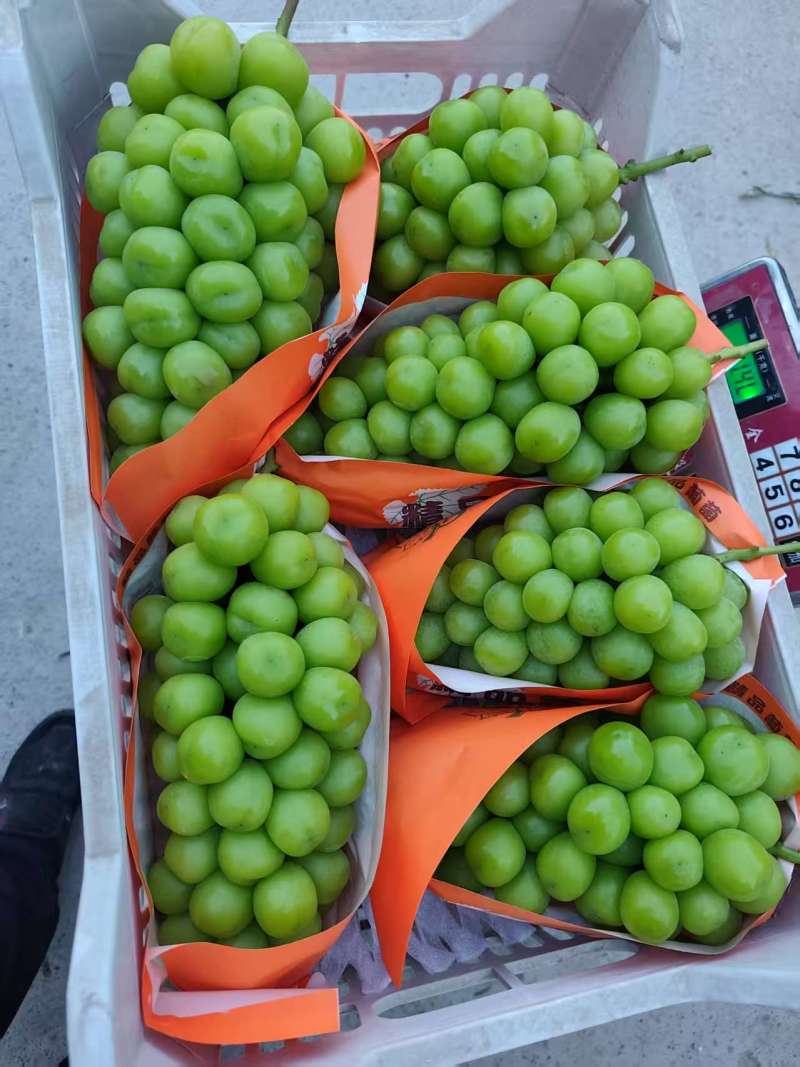 优质阳光玫瑰葡萄产地直供/品质好价格优/对接超市社团