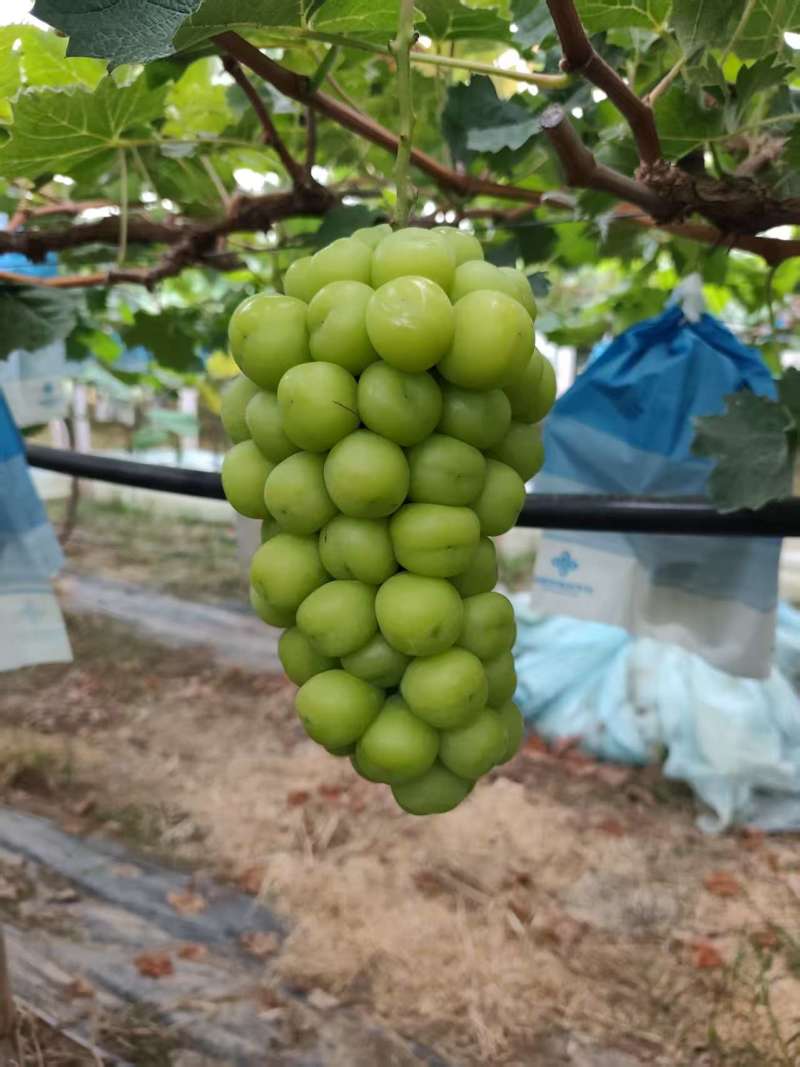 优质阳光玫瑰葡萄产地直供/品质好价格优/对接超市社团