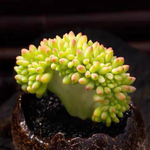 网红稀有青松缀钻石葡萄香香春萌缀化办公室桌面多肉花卉盆栽