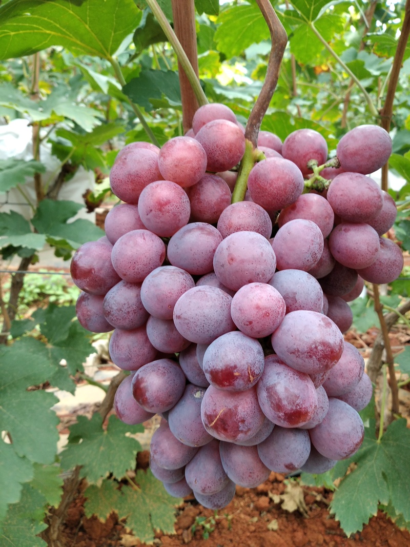 云南红提