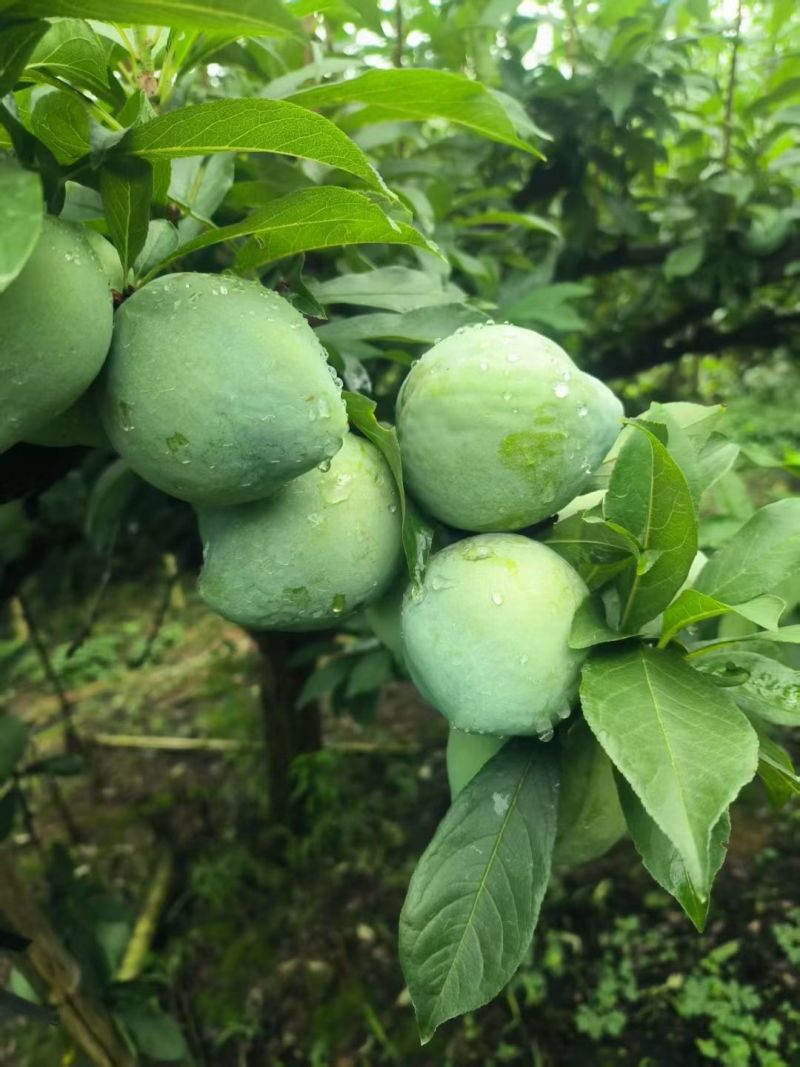 精品奈李