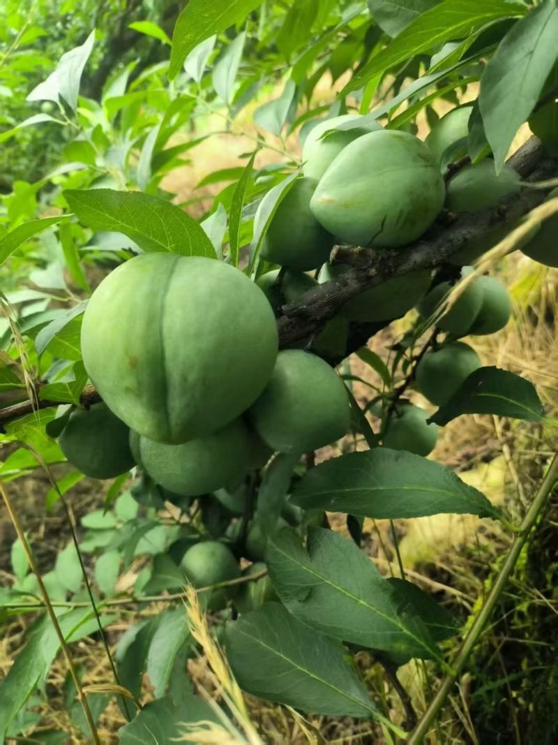 精品奈李