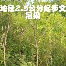 文冠果树苗