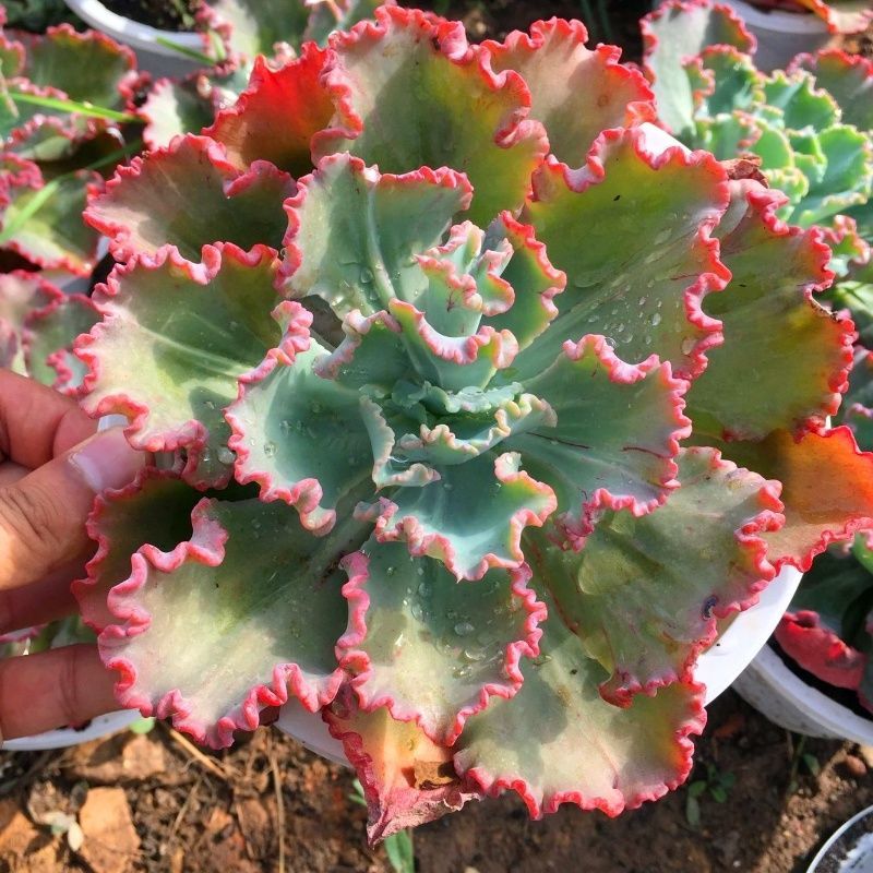 女王花笠多肉老桩包菜系盆栽植物贵货稀有植物万年红年宵花