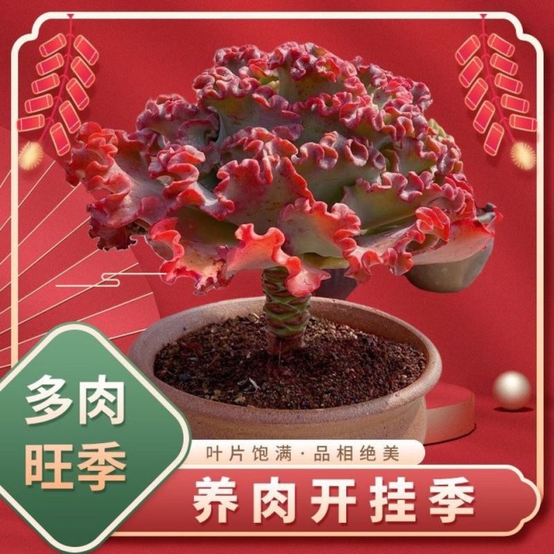 女王花笠多肉老桩包菜系盆栽植物贵货稀有植物万年红年宵花