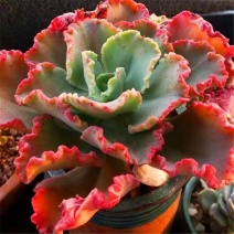 女王花笠多肉老桩包菜系盆栽植物贵货稀有植物万年红年宵花