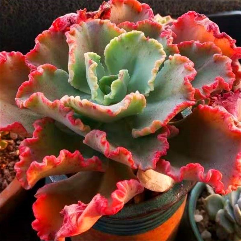 女王花笠多肉老桩包菜系盆栽植物贵货稀有植物万年红年宵花